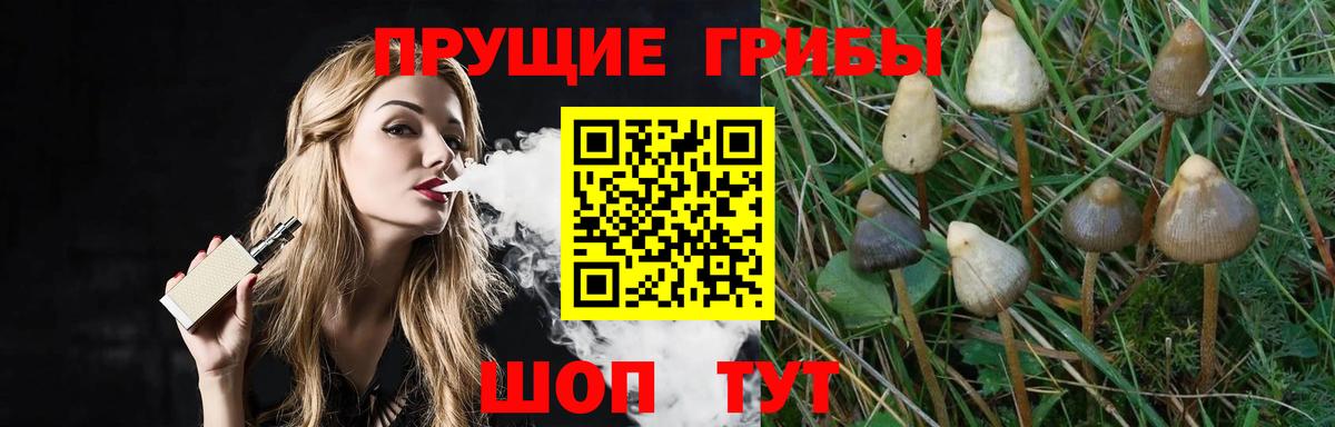 Энгельс  Псилоцибиновые грибы Psilocybe  Вход с VPN  Псилоцибиновые грибы Psilocybine cubensis 